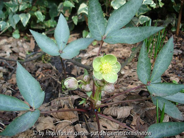 Helleborus argutifolius - silberblättrig II