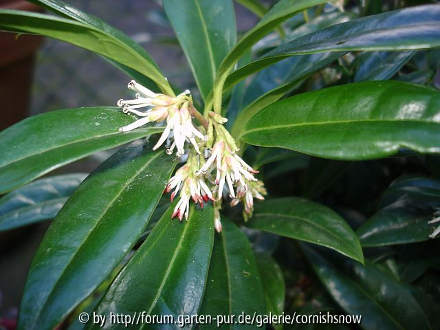 Sarcococca - vermutlich S. hookeriana