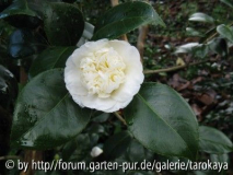 nobilissima