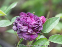 Reine de violettes am Verblühen