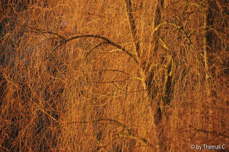 Morgenlicht 01