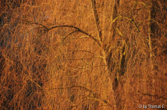 Morgenlicht 01