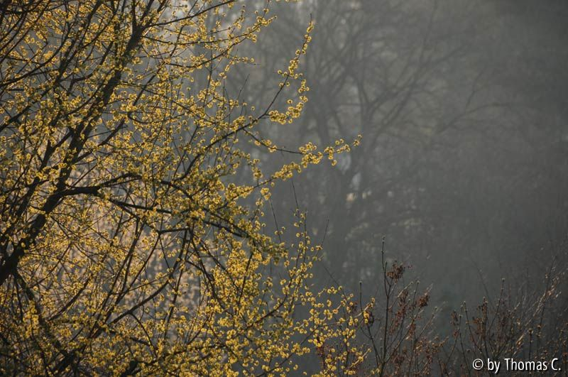 Morgenlicht 02