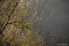 Morgenlicht 02