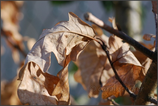 old oak leaves