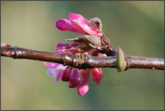 first blossoms