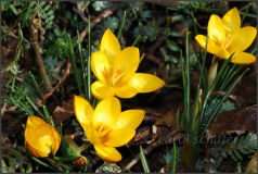 striped crocus
