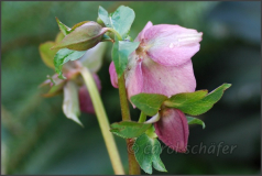 Hellebore