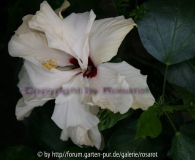 Hibiskus weiß