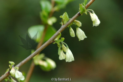 Halesia carolina - Schneeglockchenbaum