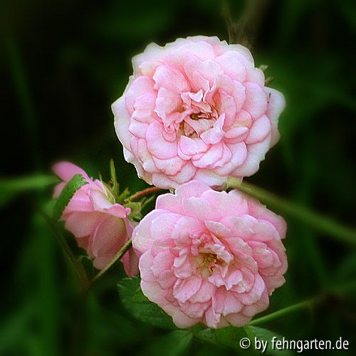evs schubert - einzelblüte