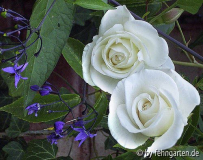 weisse unbekannte und solanum