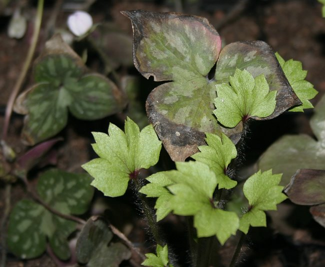 Hepatica acutiloba - seltsamer Blattaustrieb