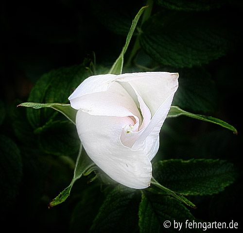 rosa rugosa alba