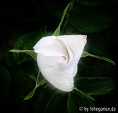 rosa rugosa alba