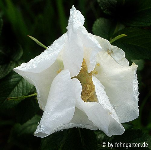 rosa rugosa alba2