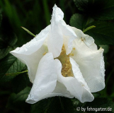 rosa rugosa alba2