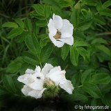 rosa rugosa alba3