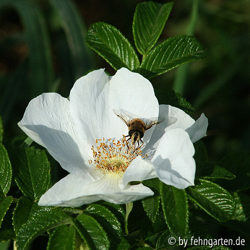 rosa rugosa alba 4