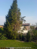 Konifere - Wacholder