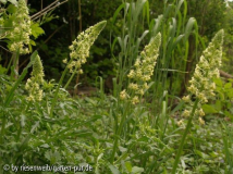 reseda lutea knapp vor aufblühen