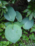 Hosta 'Love Pat'