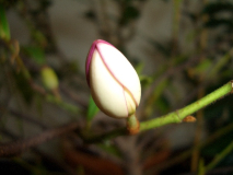 CIMG1593_600x600_100KB.jpg