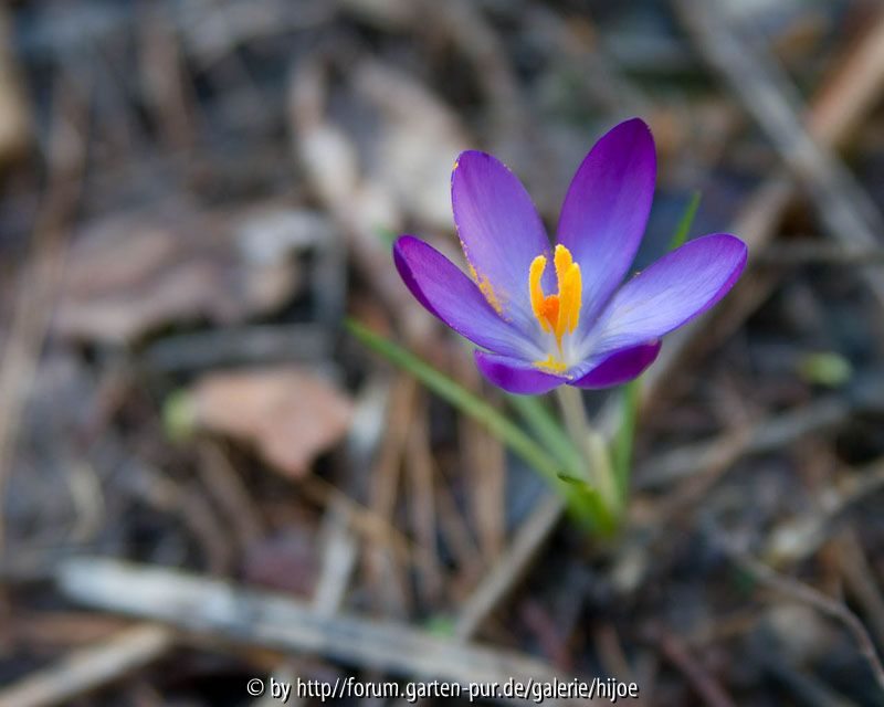 Krokus