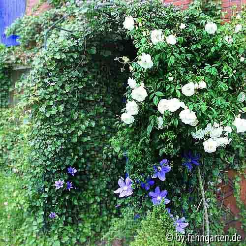 schneewittchen und clematis am hauseingang