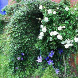 schneewittchen und clematis am hauseingang