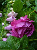 Rosenkombination
