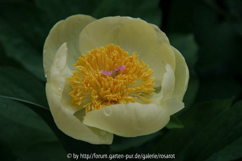 Paeonia mlokosewitschii 2007