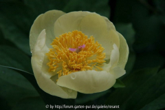 Paeonia mlokosewitschii 2007