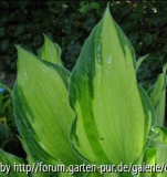 Fortunei Albopicta