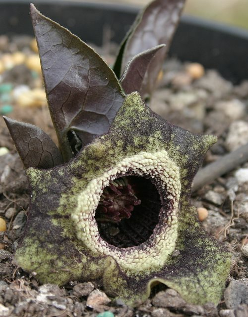 Asarum splendens - Blüte