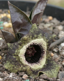 Asarum splendens - Blüte