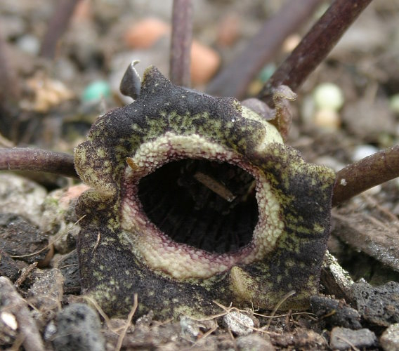 Asarum spec. evtl. splendens oder magnificum
