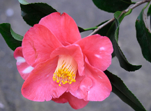 Camellia tricolor rot (?)