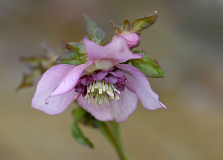 Helleborus x hybridus (anemone)