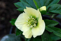 Helleborus x hybridus (blass gelb)