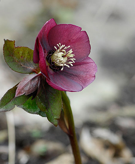 Helleborus x hybridus (rot)