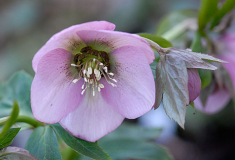 Helleborus x hybridus (rosa)