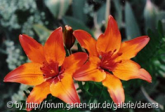 Lilium bulbiferum ssp. bulbiferum