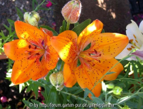 Lilium x umbellatum 2006