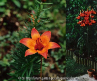 Lilium bulbiferum ssp. bulbiferum 92-99