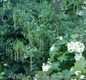 Itea ilicifolia