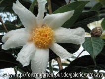 C.granthamiana