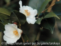 C.cuspidata