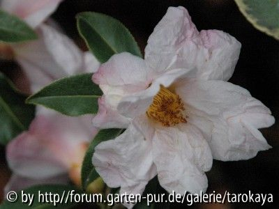 C.glabsipetala (ferrioli)