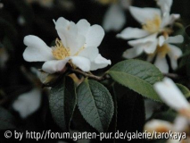 C.grijsii